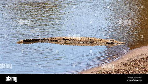  The Greedy Crocodile - A Tale From the Southern African Savanna 4th Century?